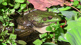 Frog in the garden.