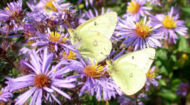 Butterflies in the yard